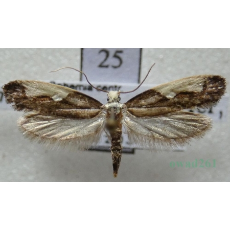 Monopis monachella (Hübner, 1796) Mól gniadowy Czech25